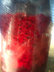 fermentation